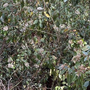 Viburnum tinus at Red Hill, ACT - 21 Sep 2024