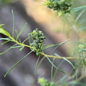 Cassinia quinquefaria at Red Hill, ACT - 21 Sep 2024