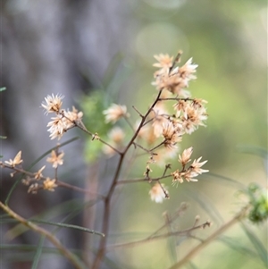 Cassinia quinquefaria at Red Hill, ACT - 21 Sep 2024