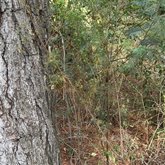 Cassinia quinquefaria at Red Hill, ACT - 21 Sep 2024