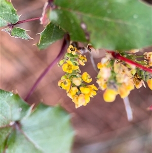 Berberis aquifolium at Red Hill, ACT - 21 Sep 2024