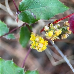 Berberis aquifolium at Red Hill, ACT - 21 Sep 2024