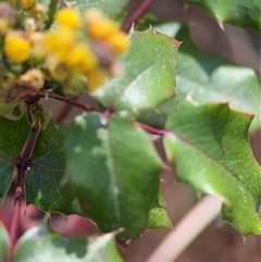 Berberis aquifolium at Red Hill, ACT - 21 Sep 2024 01:21 PM