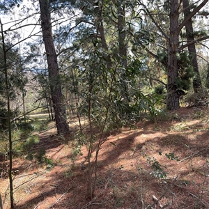 Acacia implexa at Red Hill, ACT - 21 Sep 2024