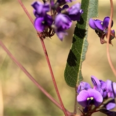 Hardenbergia violacea at Red Hill, ACT - 21 Sep 2024 01:25 PM