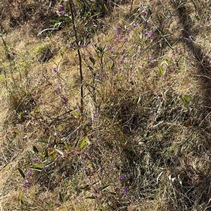 Hardenbergia violacea at Red Hill, ACT - 21 Sep 2024