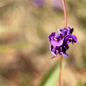 Hardenbergia violacea at Red Hill, ACT - 21 Sep 2024 01:25 PM