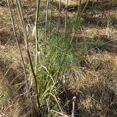 Foeniculum vulgare (Fennel) at Red Hill, ACT - 21 Sep 2024 by Hejor1