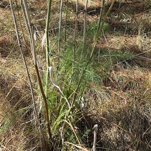 Foeniculum vulgare at Red Hill, ACT - 21 Sep 2024