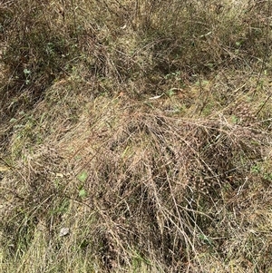 Dactylis glomerata at Red Hill, ACT - 21 Sep 2024