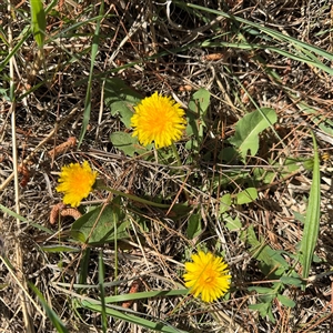 Taraxacum sp. at Red Hill, ACT - 21 Sep 2024