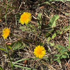 Taraxacum sp. at Red Hill, ACT - 21 Sep 2024 01:28 PM