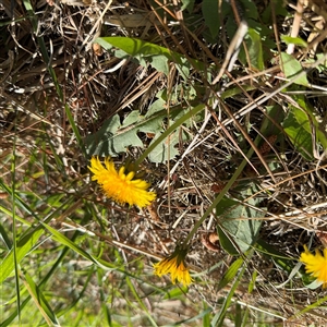 Taraxacum sp. at Red Hill, ACT - 21 Sep 2024