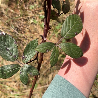 Rubus anglocandicans (Blackberry) at Red Hill, ACT - 21 Sep 2024 by Hejor1