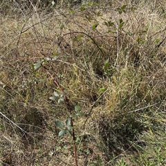 Rubus anglocandicans at Red Hill, ACT - 21 Sep 2024