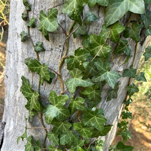 Hedera hibernica at Red Hill, ACT - 21 Sep 2024