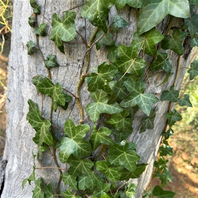 Hedera hibernica (Ivy) at Red Hill, ACT - 21 Sep 2024 by Hejor1