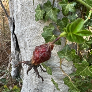 Rosa sp. at Red Hill, ACT - 21 Sep 2024