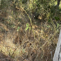 Rosa sp. at Red Hill, ACT - 21 Sep 2024