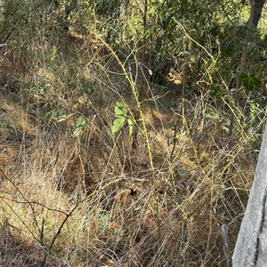 Rosa sp. at Red Hill, ACT - 21 Sep 2024