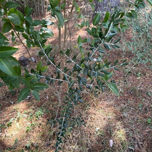 Olea europaea at Red Hill, ACT - 21 Sep 2024 01:32 PM