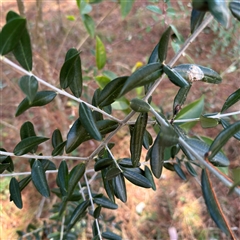 Olea europaea at Red Hill, ACT - 21 Sep 2024