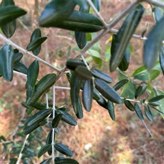 Olea europaea at Red Hill, ACT - 21 Sep 2024