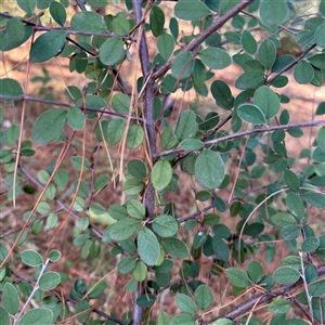 Cotoneaster pannosus at Red Hill, ACT - 21 Sep 2024 01:33 PM