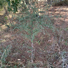 Cotoneaster pannosus at Red Hill, ACT - 21 Sep 2024