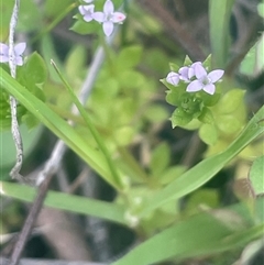 Sherardia arvensis (Field Madder) at Yass, NSW - 19 Sep 2024 by JaneR