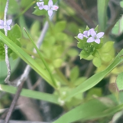 Sherardia arvensis (Field Madder) at Yass, NSW - 19 Sep 2024 by JaneR