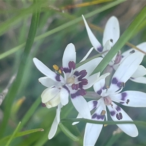 Wurmbea dioica subsp. dioica at Yass, NSW - 19 Sep 2024