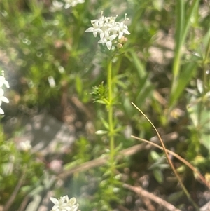 Asperula conferta at Yass, NSW - 19 Sep 2024