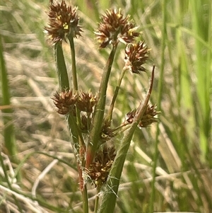 Luzula meridionalis at Yass, NSW - 19 Sep 2024