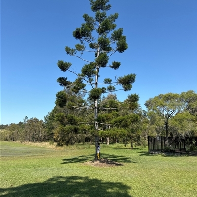 Araucaria cunninghamii at Tucabia, NSW - 21 Sep 2024 by Auglys1