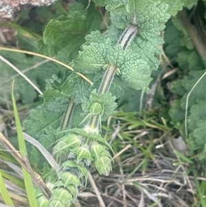 Salvia verbenaca var. verbenaca at Yass, NSW - 19 Sep 2024