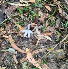 Caladenia catenata at Ashby, NSW - 9 Sep 2024 by Auglys1