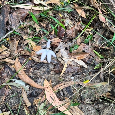 Caladenia catenata at Ashby, NSW - 9 Sep 2024 by Auglys1