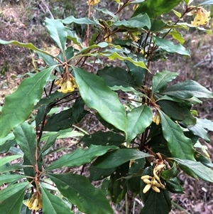 Pittosporum revolutum at Kungala, NSW - 10 Sep 2024 03:26 PM