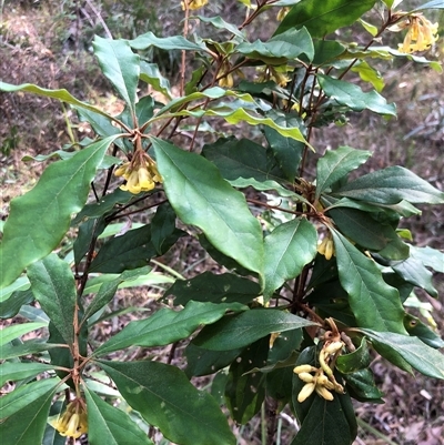 Pittosporum revolutum (Large-fruited Pittosporum) at Kungala, NSW - 10 Sep 2024 by donnanchris