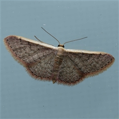 Idaea costaria (White-edged Wave) at Harrison, ACT - 19 Sep 2024 by DPRees125