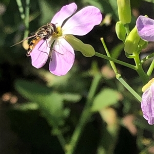 Syrphidae (family) at Kungala, NSW - 7 Sep 2024 01:29 PM