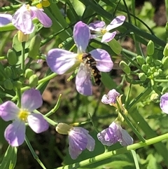 Unidentified at suppressed - 7 Sep 2024