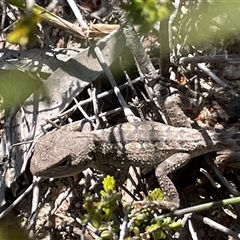 Amphibolurus muricatus at Porters Creek, NSW - 21 Sep 2024 by Clarel