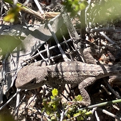 Amphibolurus muricatus (Jacky Lizard) at Porters Creek, NSW - 21 Sep 2024 by Clarel