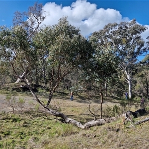 Eucalyptus bridgesiana at Rugby, NSW - 21 Sep 2024