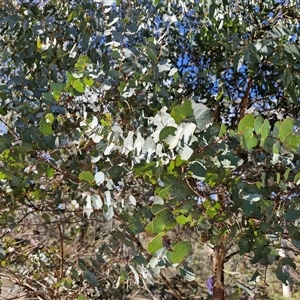 Eucalyptus bridgesiana at Rugby, NSW - 21 Sep 2024