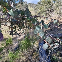 Eucalyptus bridgesiana at Rugby, NSW - 21 Sep 2024