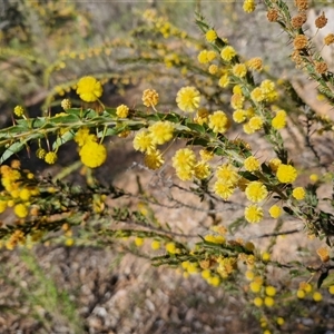 Acacia paradoxa at Rugby, NSW - 21 Sep 2024