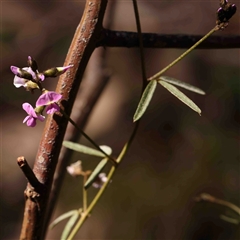 Glycine clandestina (Twining Glycine) at Gundaroo, NSW - 20 Sep 2024 by ConBoekel